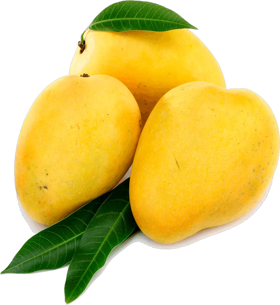 Mango Png Transparent File Alphonso Mango Png
