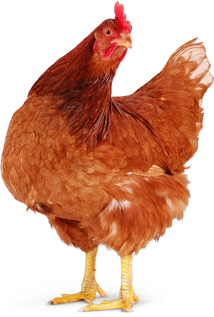 Red Chicken Png Humane Farm Animal Care Chickens