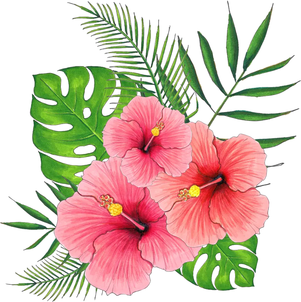 Hand Painted Summer Hibiscus Flower Png Transparent Hibiscus Flower Transparent Background