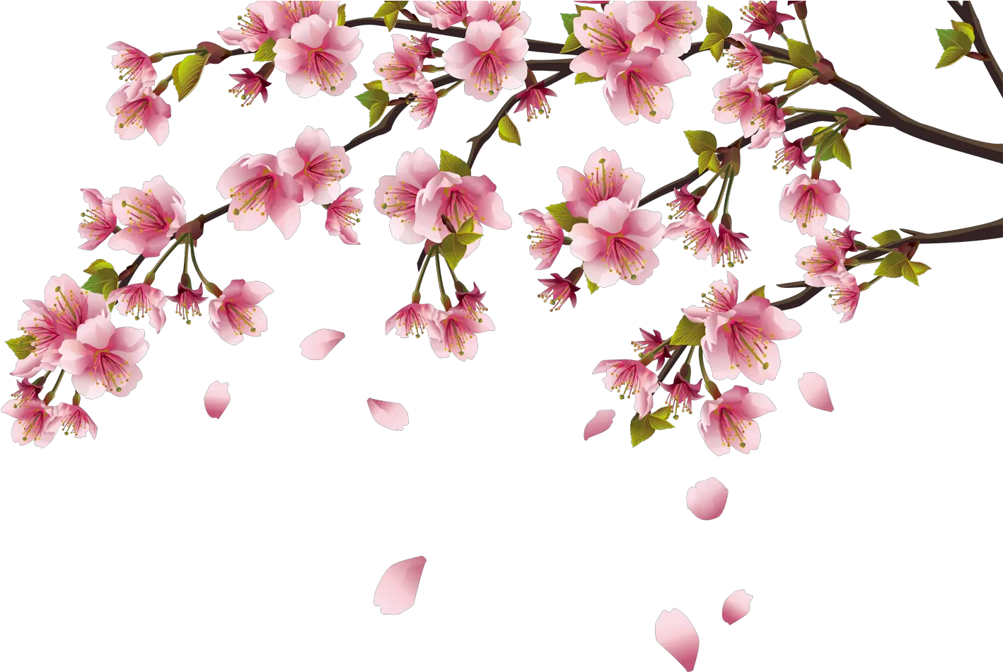 Peach Blossom Png Cherry Blossom Png
