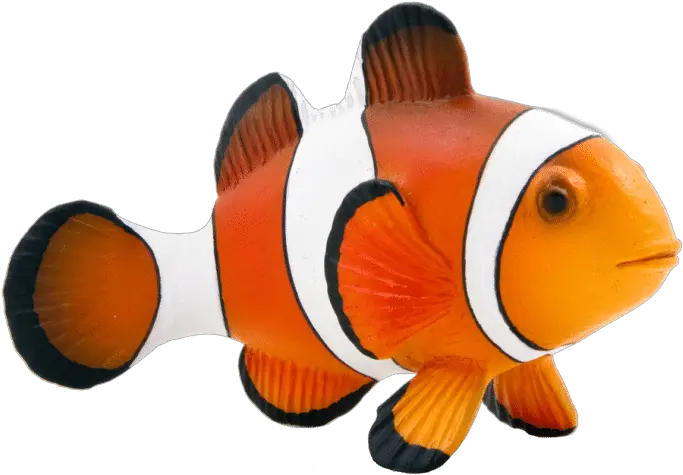 Maroon Clownfish Animal Mojo Fun 387090 Clown Fish Clown Fish Png