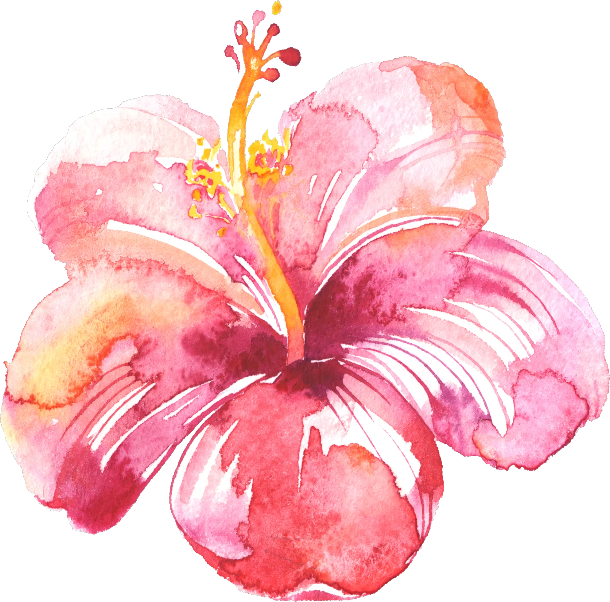 Transparent Watercolor Splotch Png Hibiscus Flower In Pink Watercolor