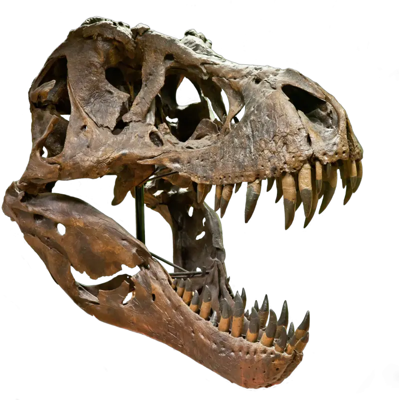 T Rex Skull Png