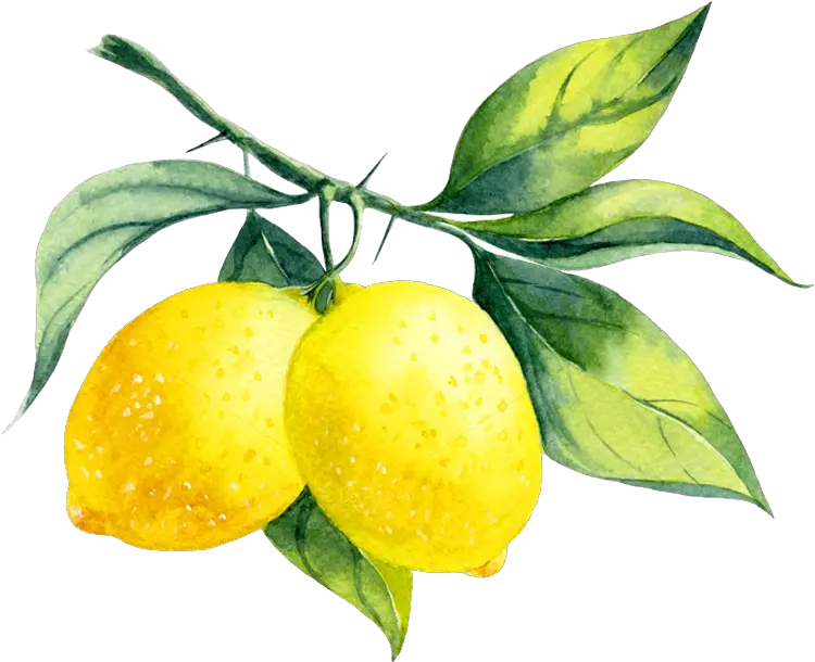 Transparent Lemon Png Watercolor Lemon Branch