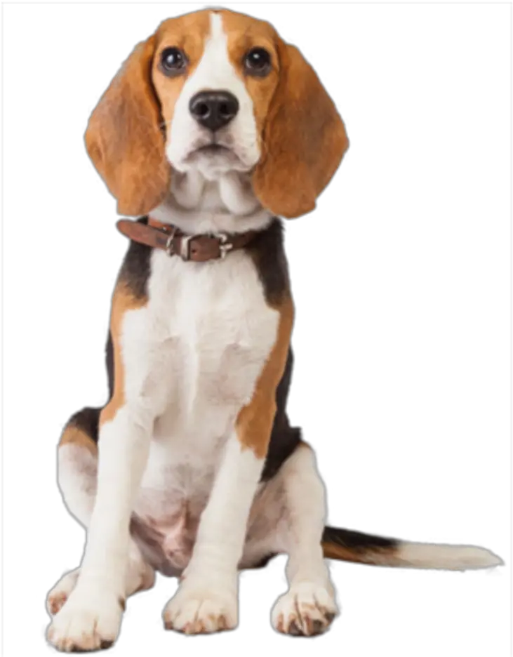 beagle dog cute animal pet loyal Transparent Beagle Dog Png