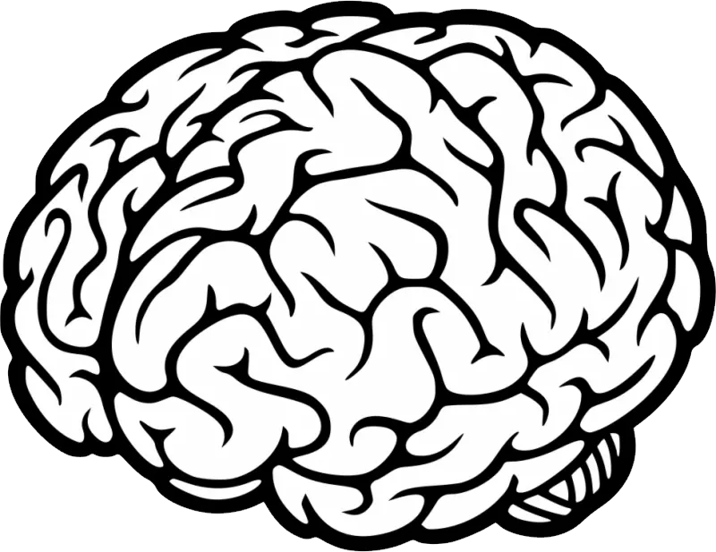 Brain Png Brain Svg File Free