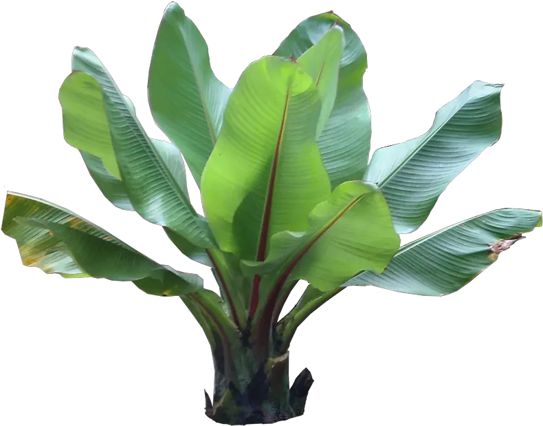 Potted Tropical Plants Png Tropical Plant Photoshop