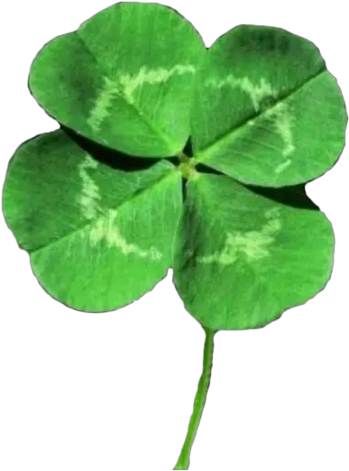 4 Leaf Clover Png Four Leaf Clover Png