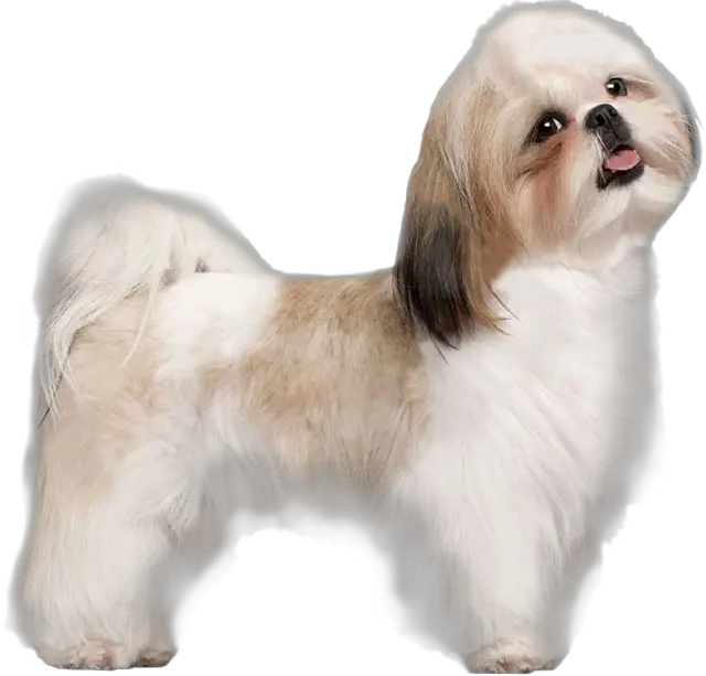 Puppy Dog Transparent Image Dog Shih Tzu Png