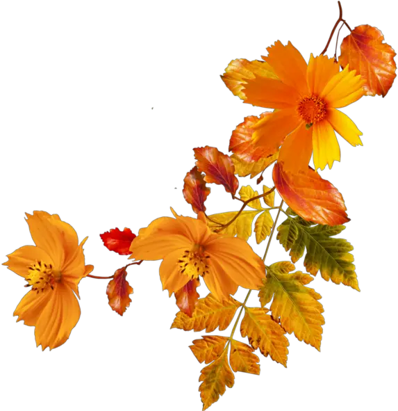 Flower Autumn Clip Art Transparent Background Autumn Flower Clipart