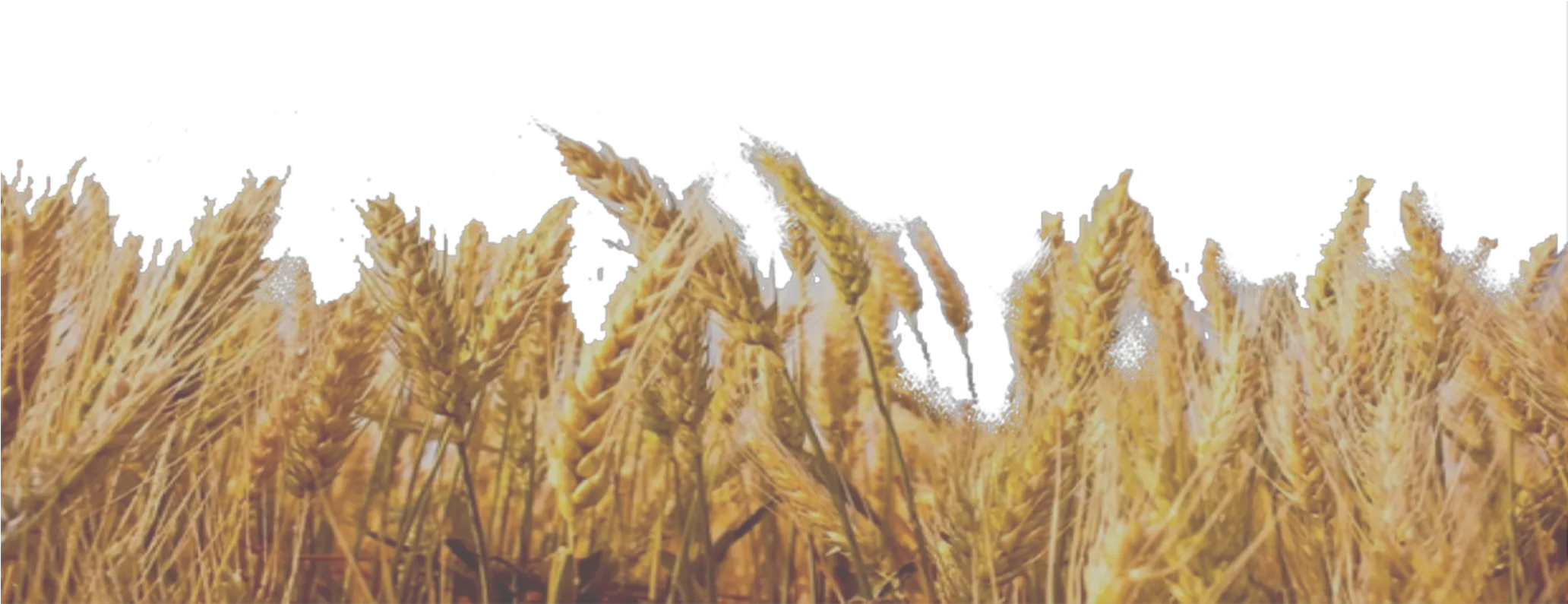 Wheat Field Png 
available For Anything And Anyone Transparent Background Wheat Straw Png