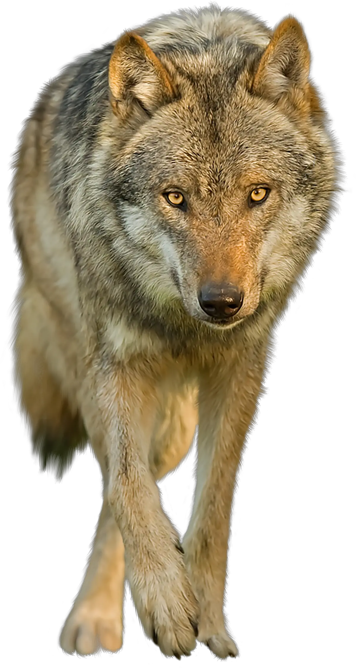 Wolf Png Transparent Images Transparent Background Coyote Transparent