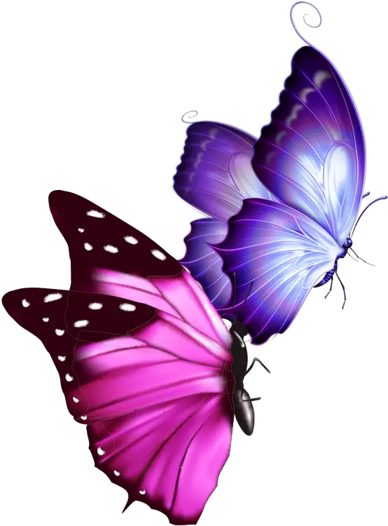 mq pink purple butterfly butterflys Real Life Pink And Purple Butterfly