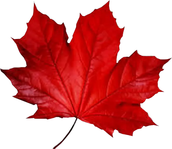 Maple Leaf Smule Autumn Fall Red Leaf Png