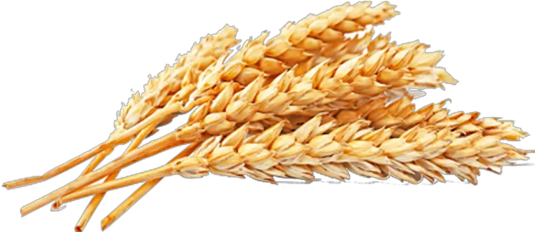 Wheat Png Free Download Wheat Grains Png