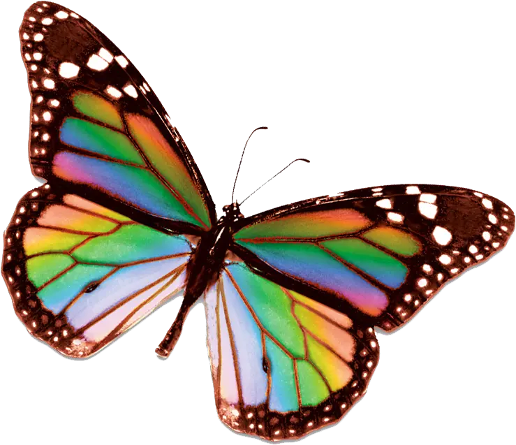 Rainbow Butterfly Clipart Small Real Rainbow Butterfly Png