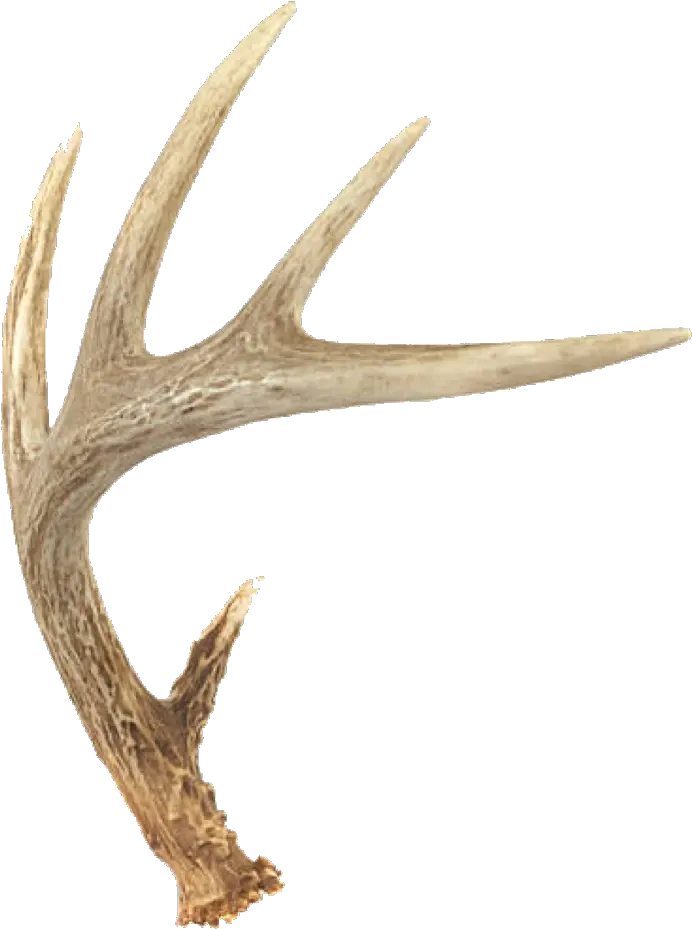 deer horns freetoedit Deer Antler Png