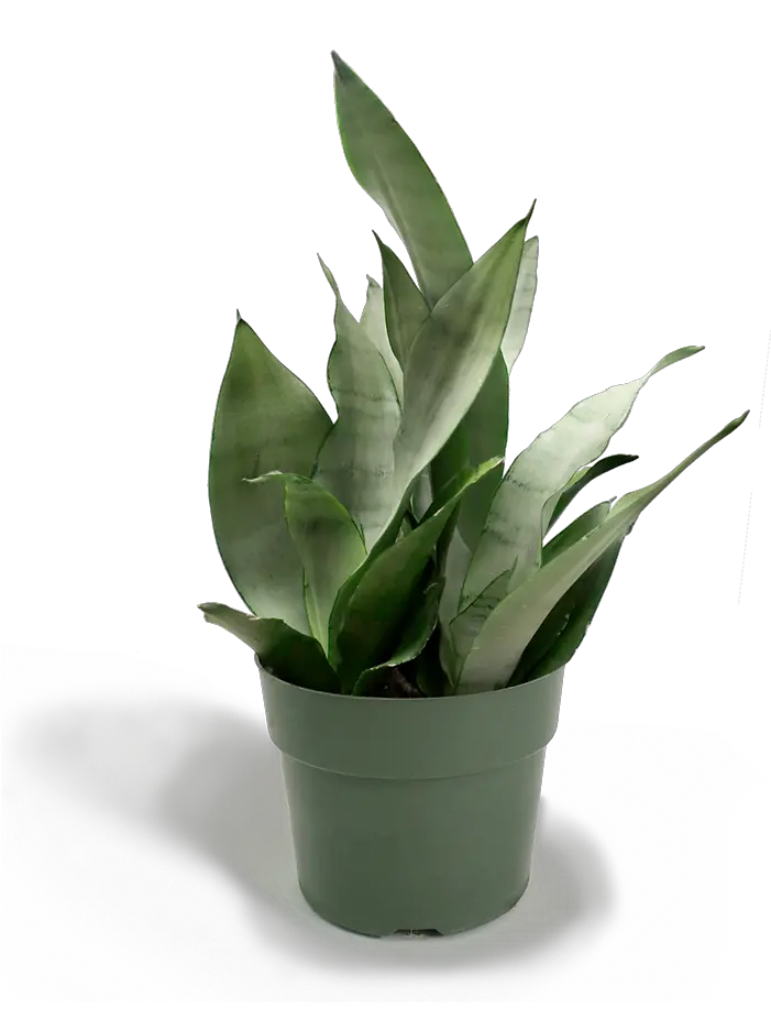 Small Potted Plant Png