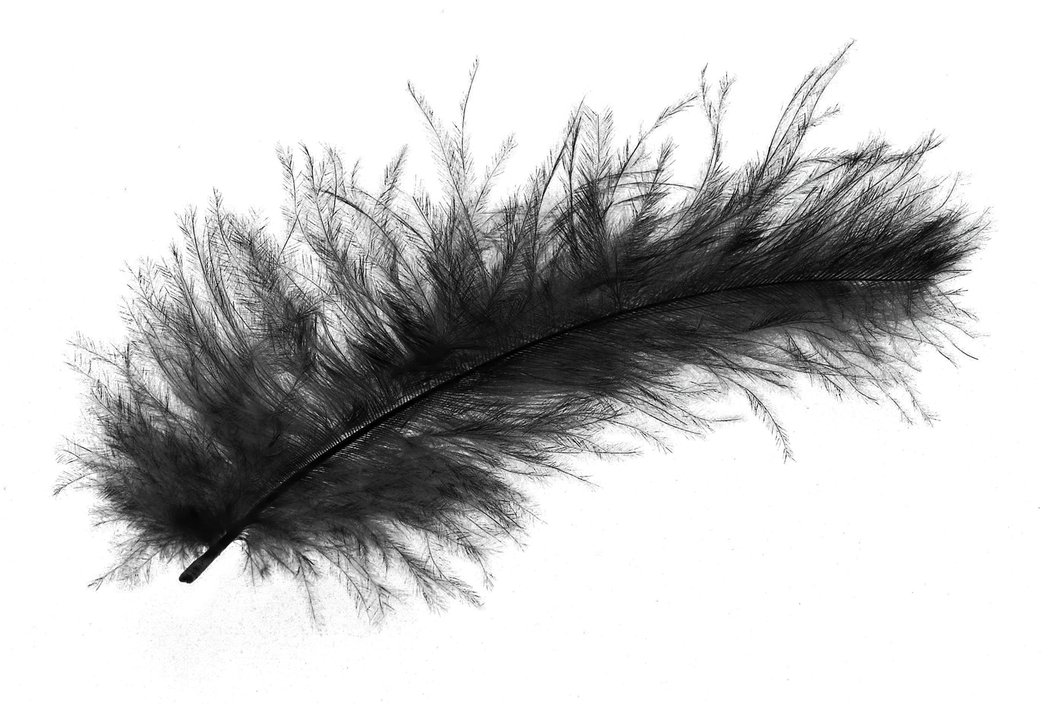 Transparent Black Feather Png Transparent Background Black Feather Png