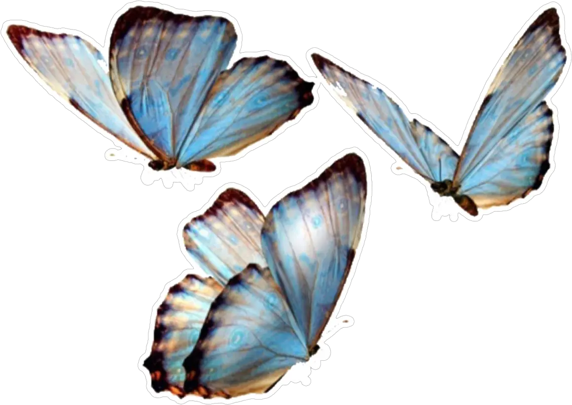 butterfly butterflies nature png overlay overlays Transparent Background Butterfly Png