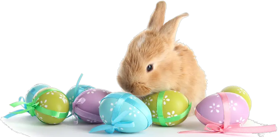 Real Easter Eggs Png Easter Bunny And Eggs Png