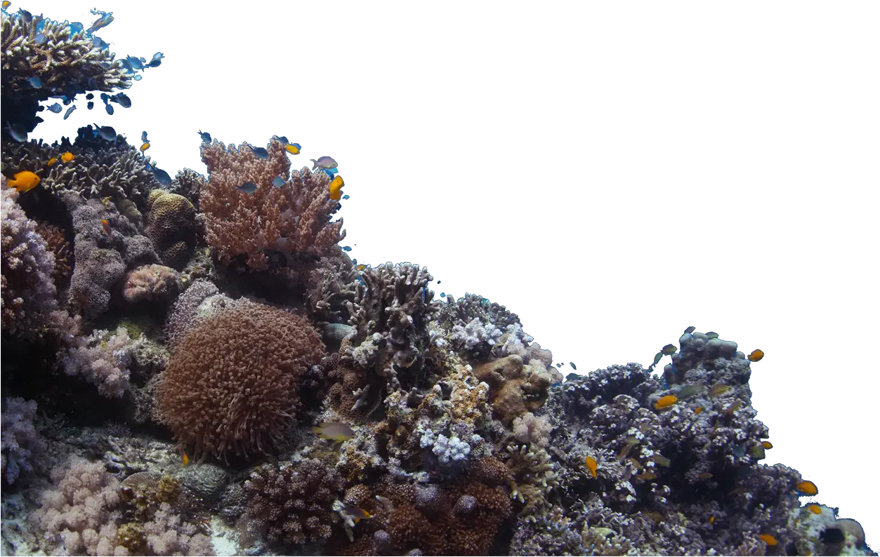 Transparent Rocks Png Under Sea Rock Png