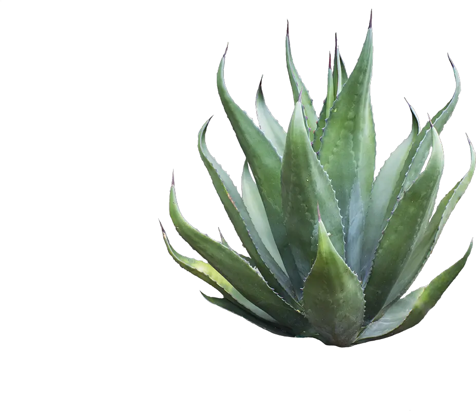 Agave Azul