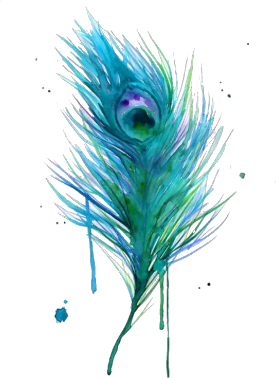 Asiatic Peafowl Feather Bird Clip Art Watercolor Peacock Feather Painting