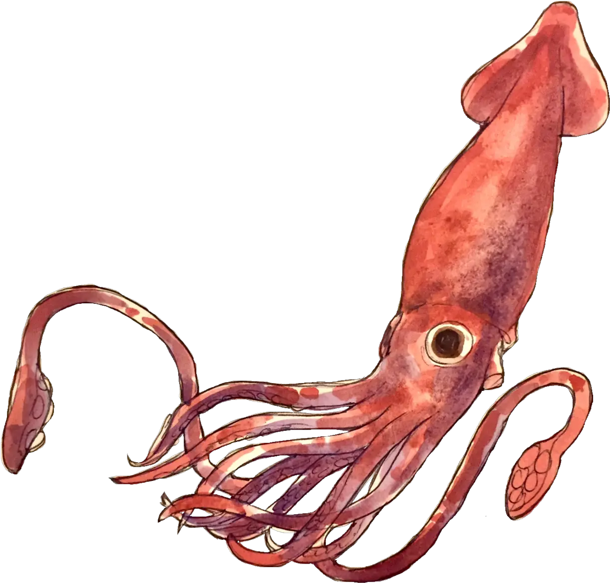 Transparent Giant Squid Png Squid Png