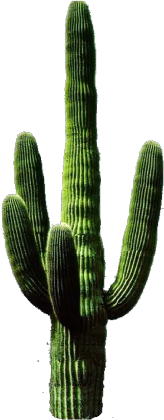 Saguaro Png