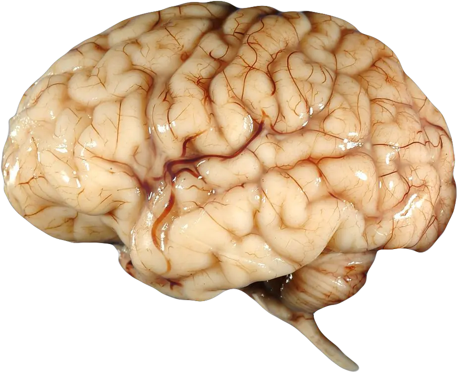 Transparent Background Human Brain Png