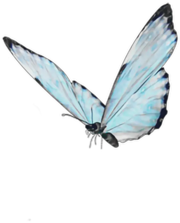 blue butterfly soft cute aesthetic goth kawaii Android Live Butterfly Wallpaper 3d