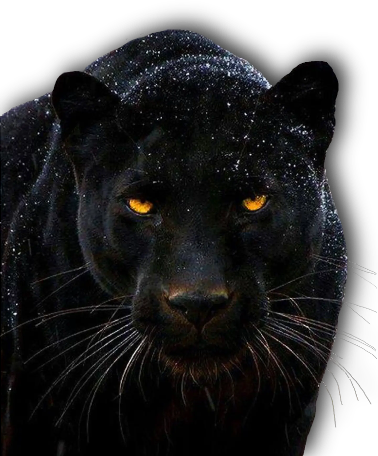 Panther-1705220 1920 Black Jaguar Animal Hd