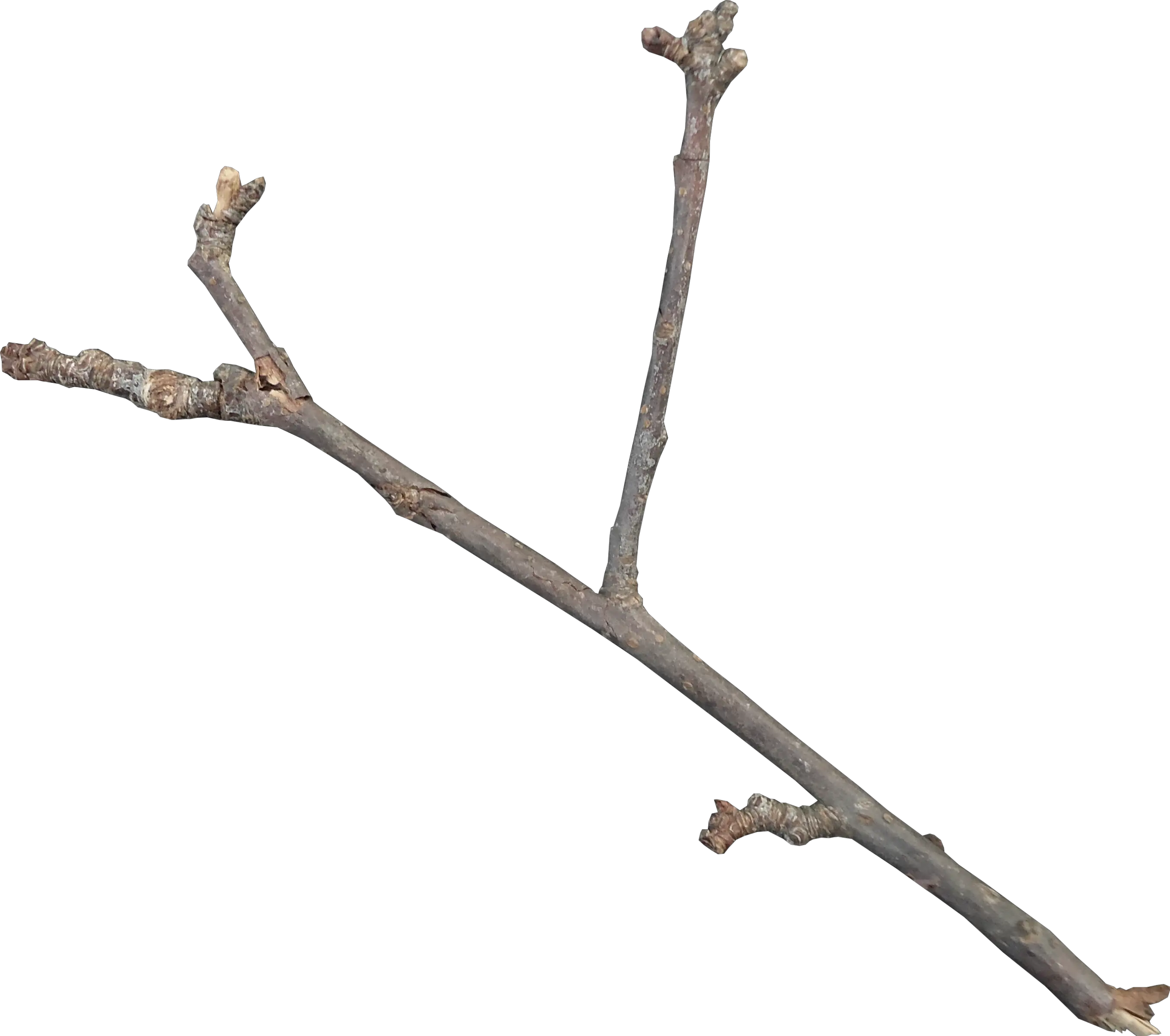 Twig Download Icon Twig Png
