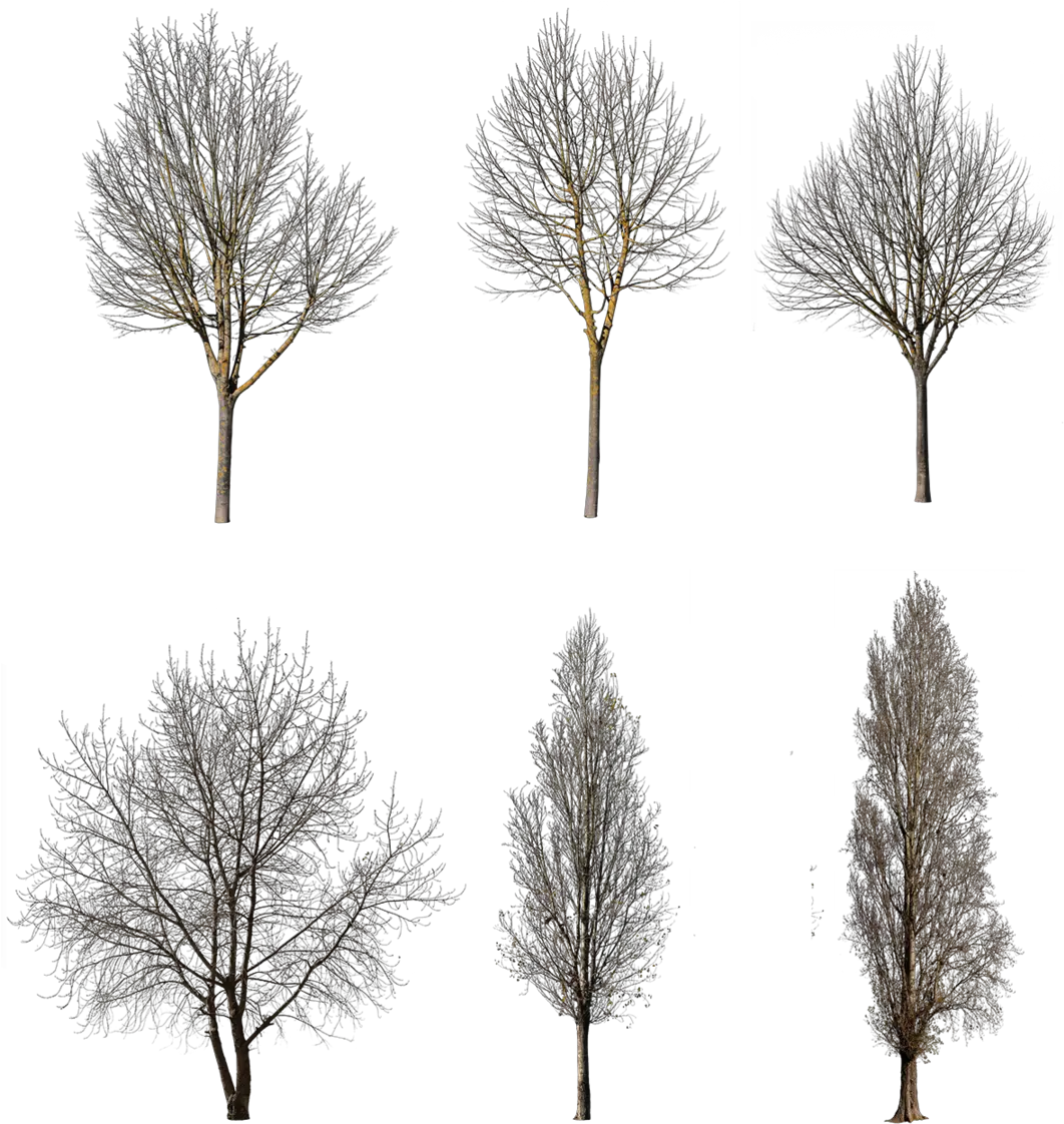 Tree Winter Cutout Free