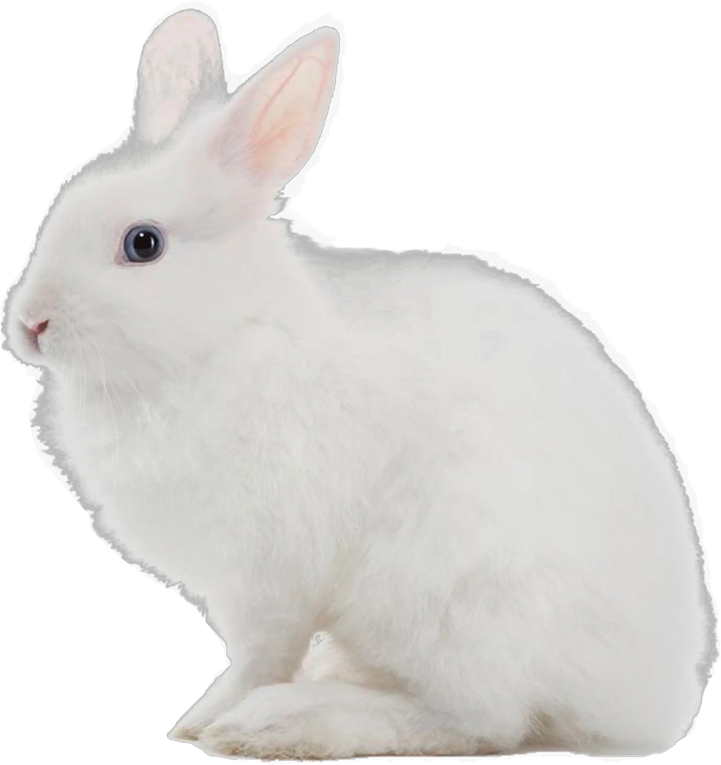 White Rabbit Png Image White Rabbit Transparent Background