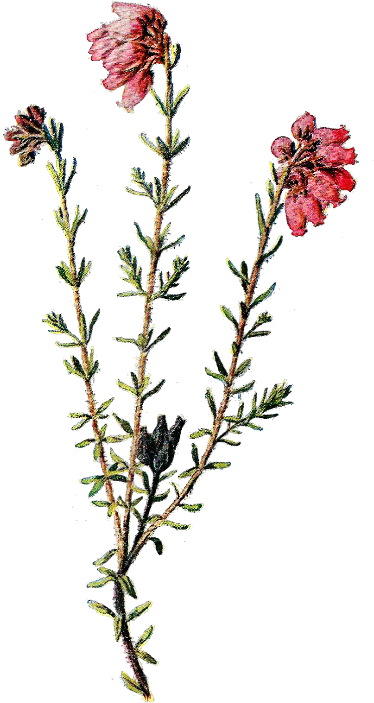Wildflower Clipart Pretty Transparent Background Wild Flowers Png