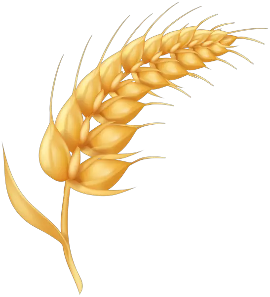 Wheat Cartoon Png