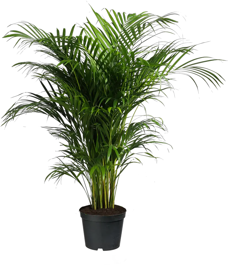 Plants Ravenea Houseplant Areca Palm Forsteriana Potted Palm Tree Indoor Png