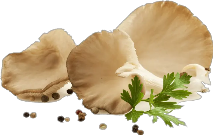 Fresh Oyster Mushroom Png