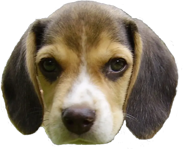 Beagle Puppy S Head Dog Head Transparent Background