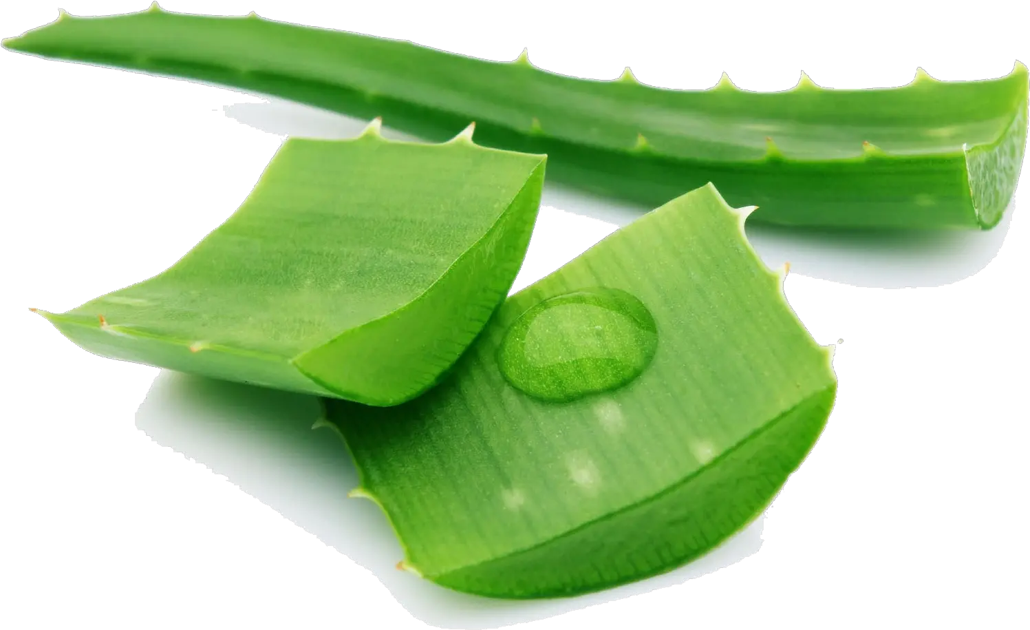 Aloe Png Pic Transparent Background Aloe Vera Png