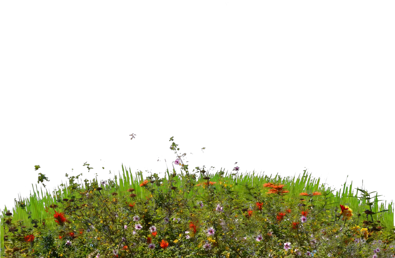 Wild Flowers Png Grass Small Hill Png