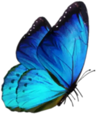 mariposa azul blue mariposapreciosa mariposaazul Butterfly Png For Editing