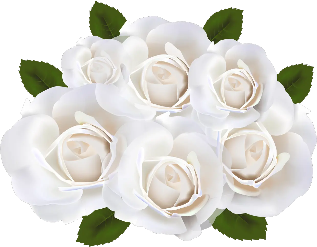 Transparent White Rose Png White Roses With Clear Background