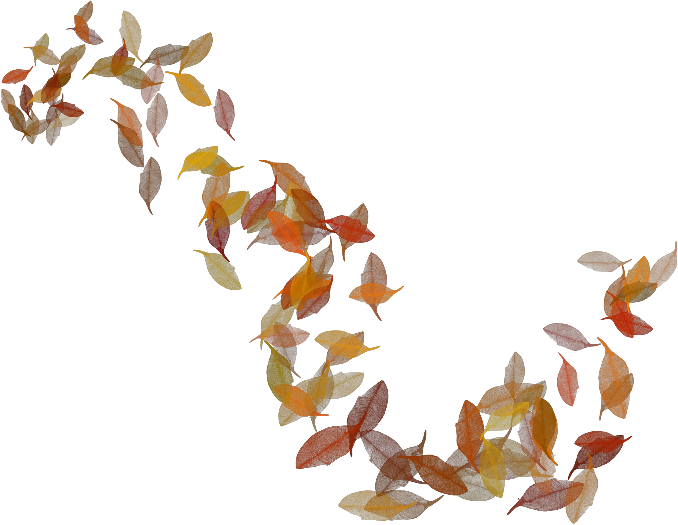 Pocahontas Leaves Png Fall Leaves Illustration Png