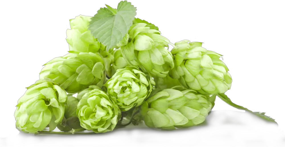 Hops Beer Hop Png