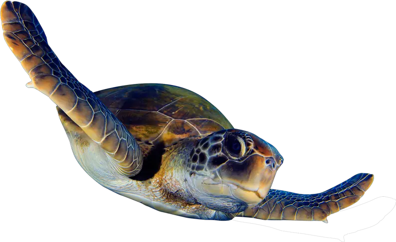 Sea Turtle Animation Png