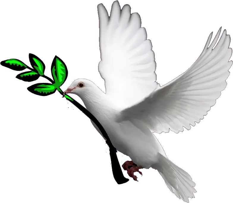 Transparent Holy Spirit Dove Png Doves With Transparent Background