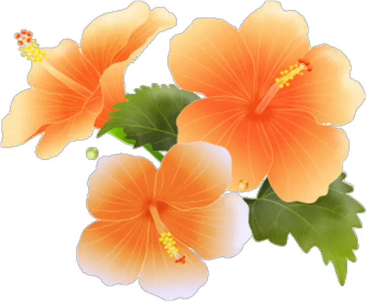 hibiscus bloom frame flower border flowers white Clipart Orange Flowers Border